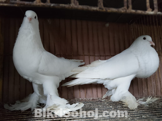 পোমারিয়ান পোটার